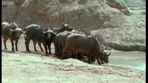 The Nile Crocodile vs Buffalo | Wild Africa | BBC Earth