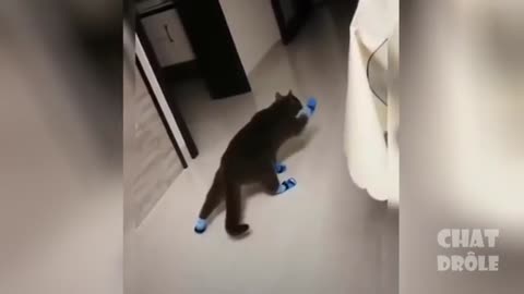 Funny Cat