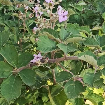 Blooming Blackberries Brambles