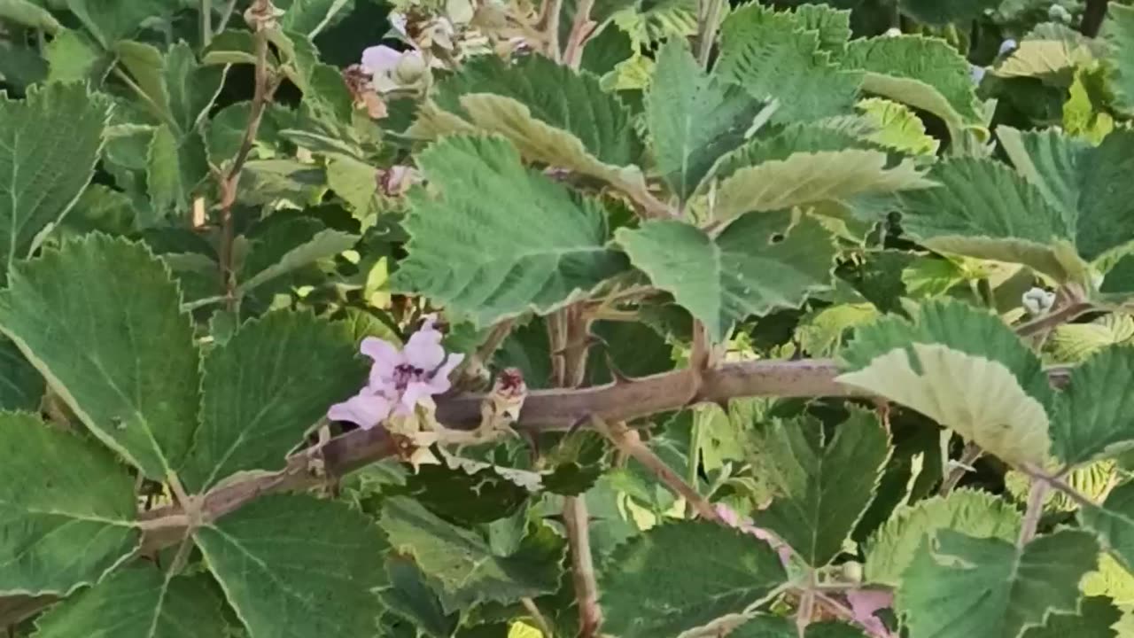Blooming Blackberries Brambles
