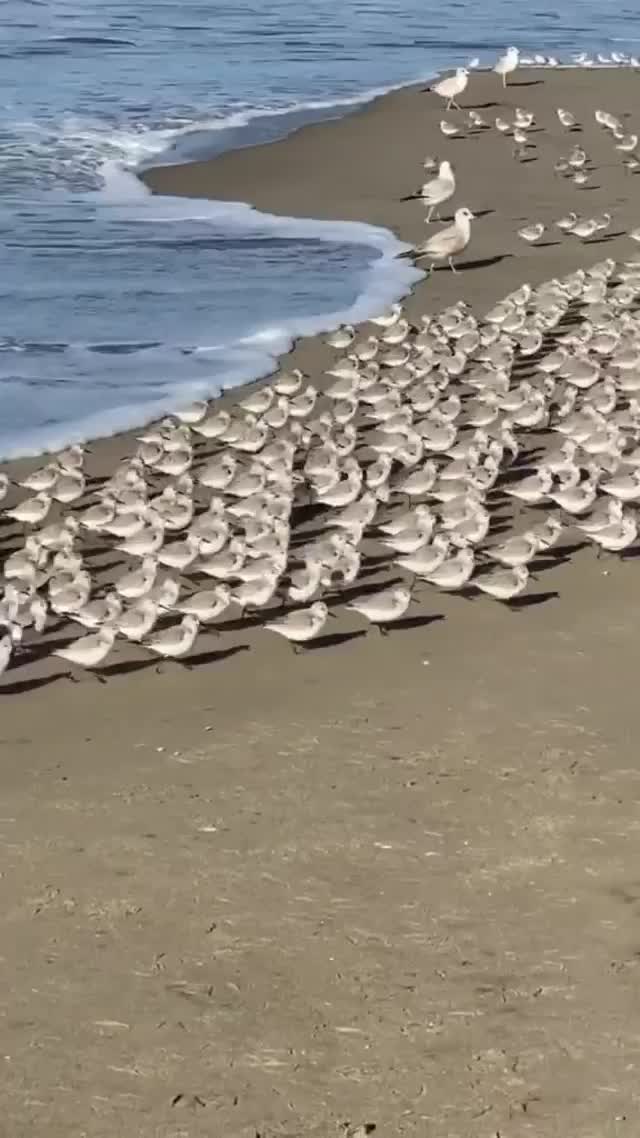 Wow !!! amazing bird