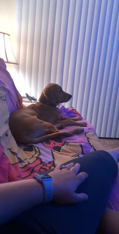 Golden boy loves to watch TV!