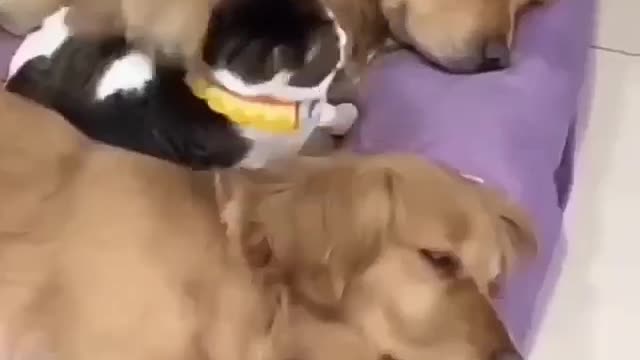 Dogs and cat are sleeping