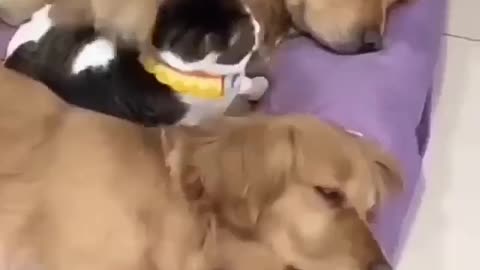 Dogs and cat are sleeping