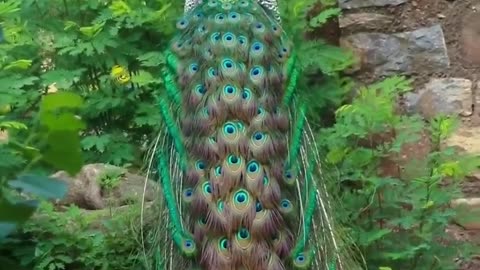 Peacock Beauty