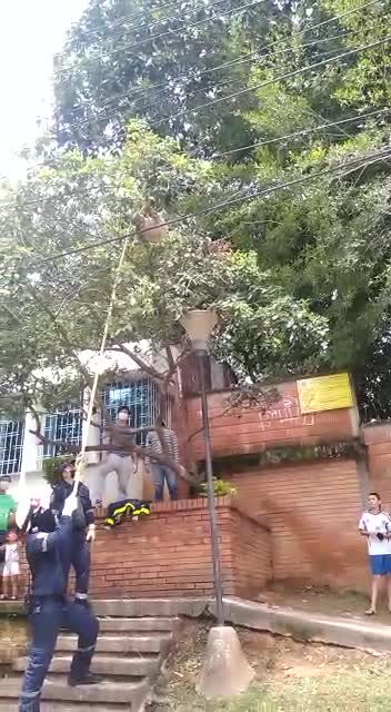 Rescate oso perezoso