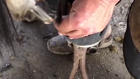 How To Care For Horse Hooves