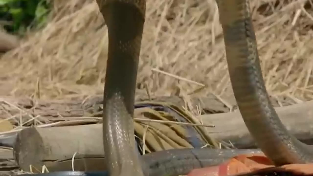 🔥Why Do Snakes Shed Their Skin_ #shorts #viral #snake