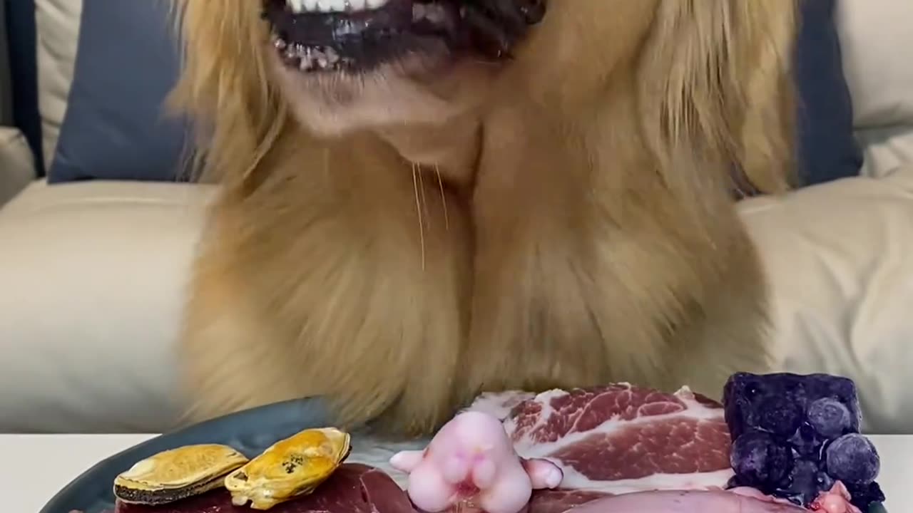 Golden Retriever Dog Raw Bones and Meat Broadcast