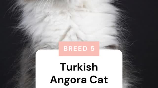 6 Cat Breeds That May Actually Like Water