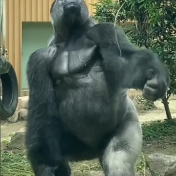 gorilla - musculature and strength