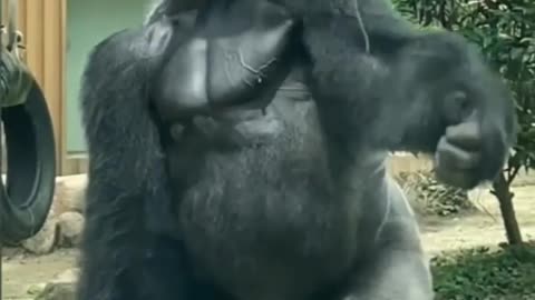 gorilla - musculature and strength