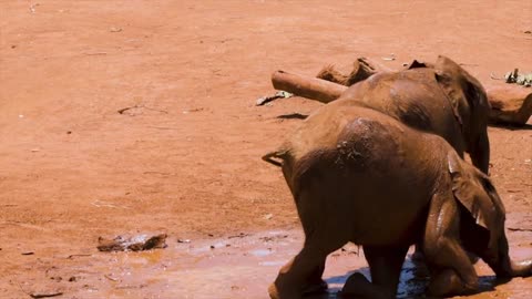 Baby Elephants playingTwo