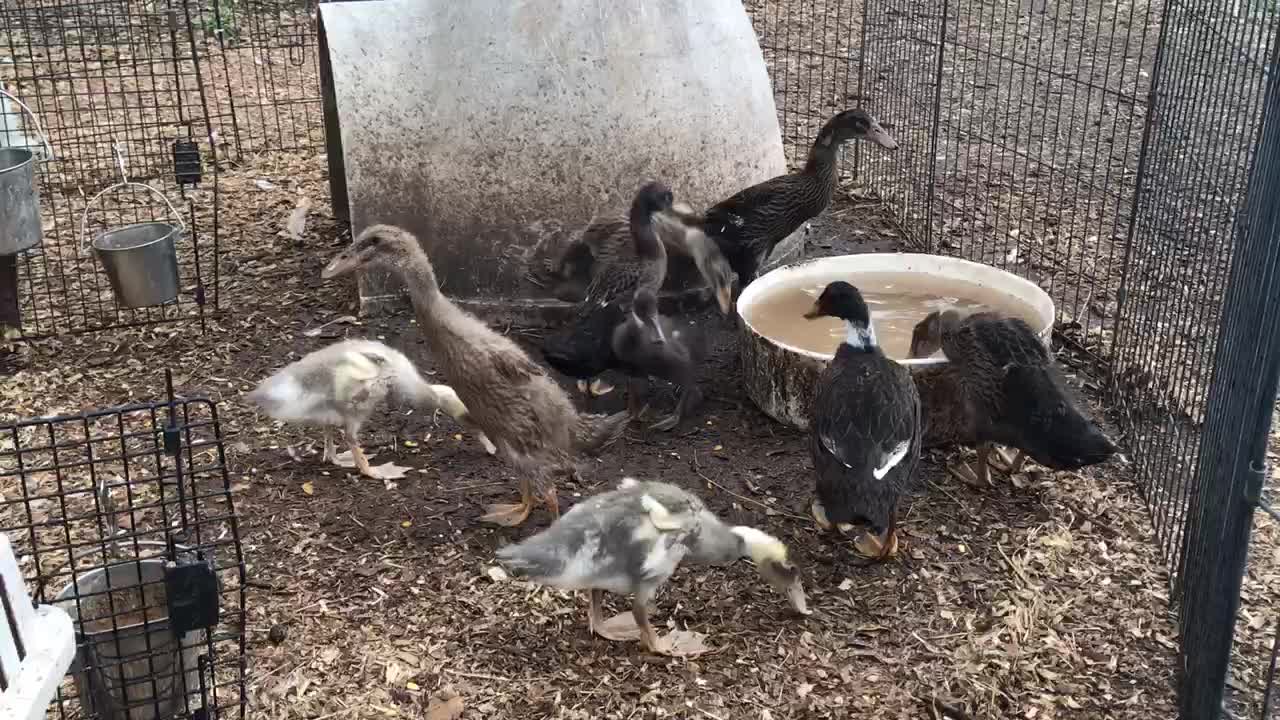 Three groups of ducklings