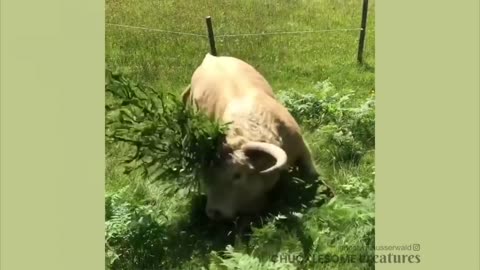 COWS acting like PUPPIES