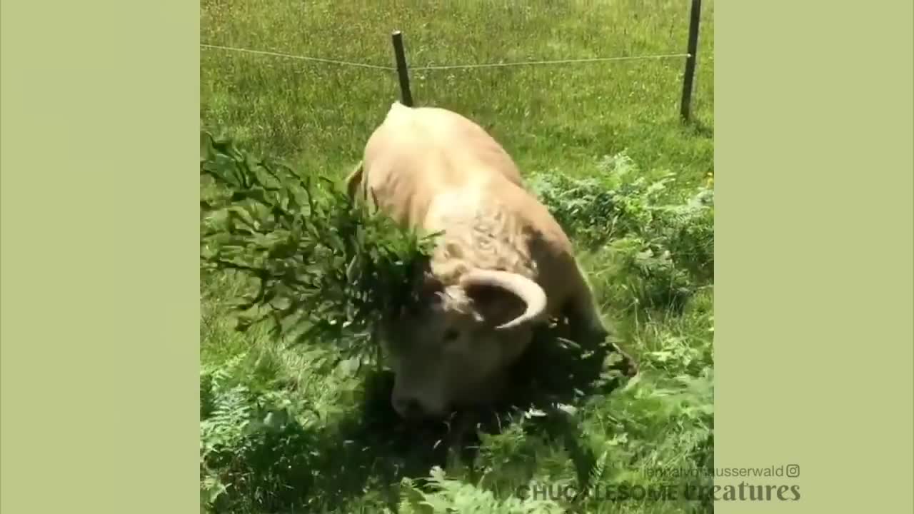 COWS acting like PUPPIES