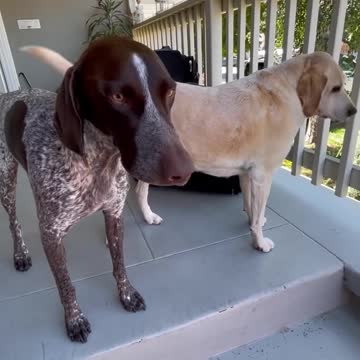 Dog doesn't want DAD to leave him 😂
