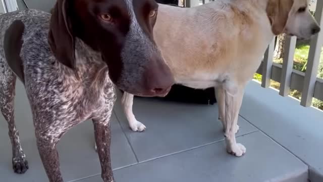 Dog doesn't want DAD to leave him 😂