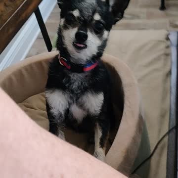 Nacho wanting me to share