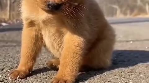 Lovely and Lovely and funny animals Lovely dog videos 7 in 2021