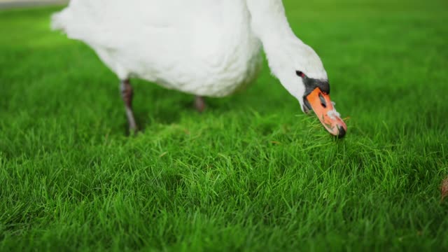 the most beautiful birds🦜🦜🦩🦩🦩🦤