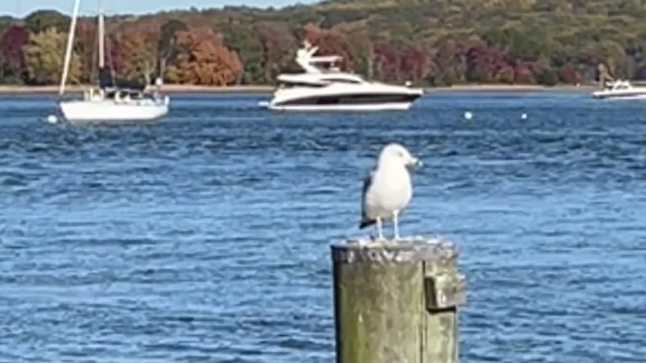 Posh gull