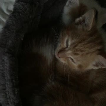 Four kitten snuggle fest in a cat hammock