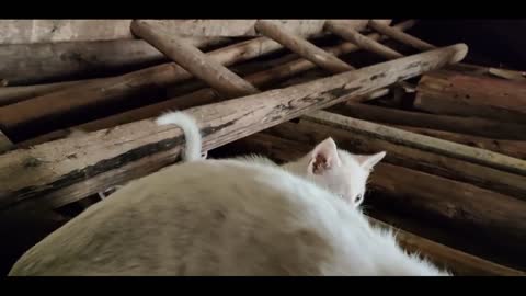 funny kitten