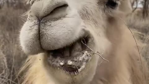 How is it possible to eat thorns and not get pierced?