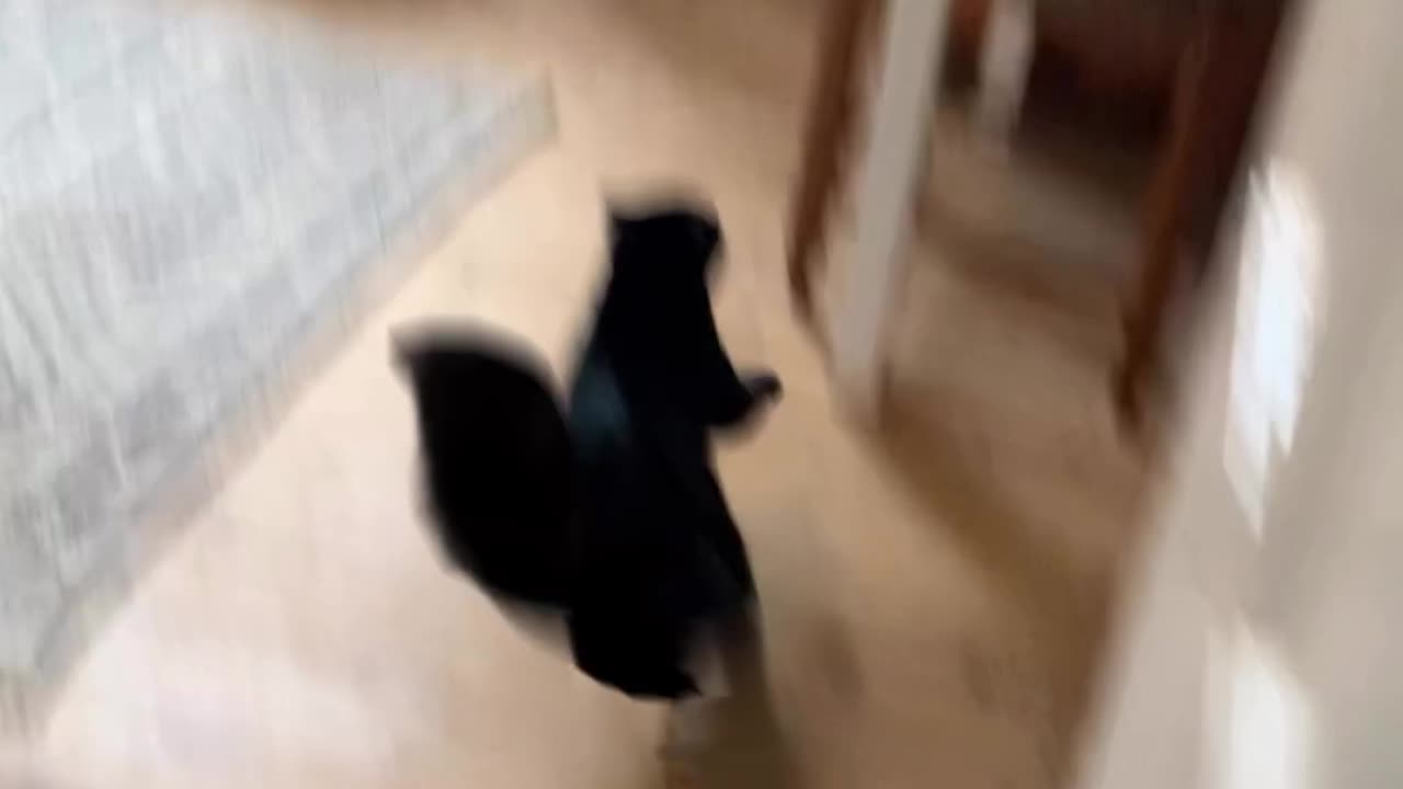 🐈⬛Andrea go nuts