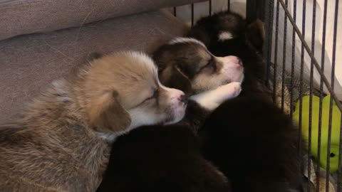 cute puppies sleeping together hugging