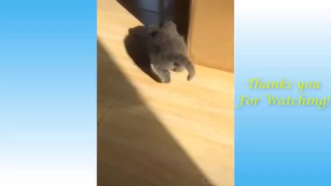 Funniest Animals | Best Of The Funny Animal Videos | All kind of | #2