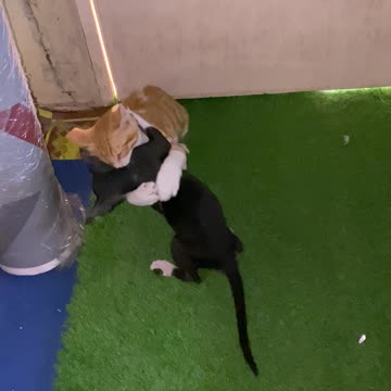 Black Beauty & Tom Fun Time