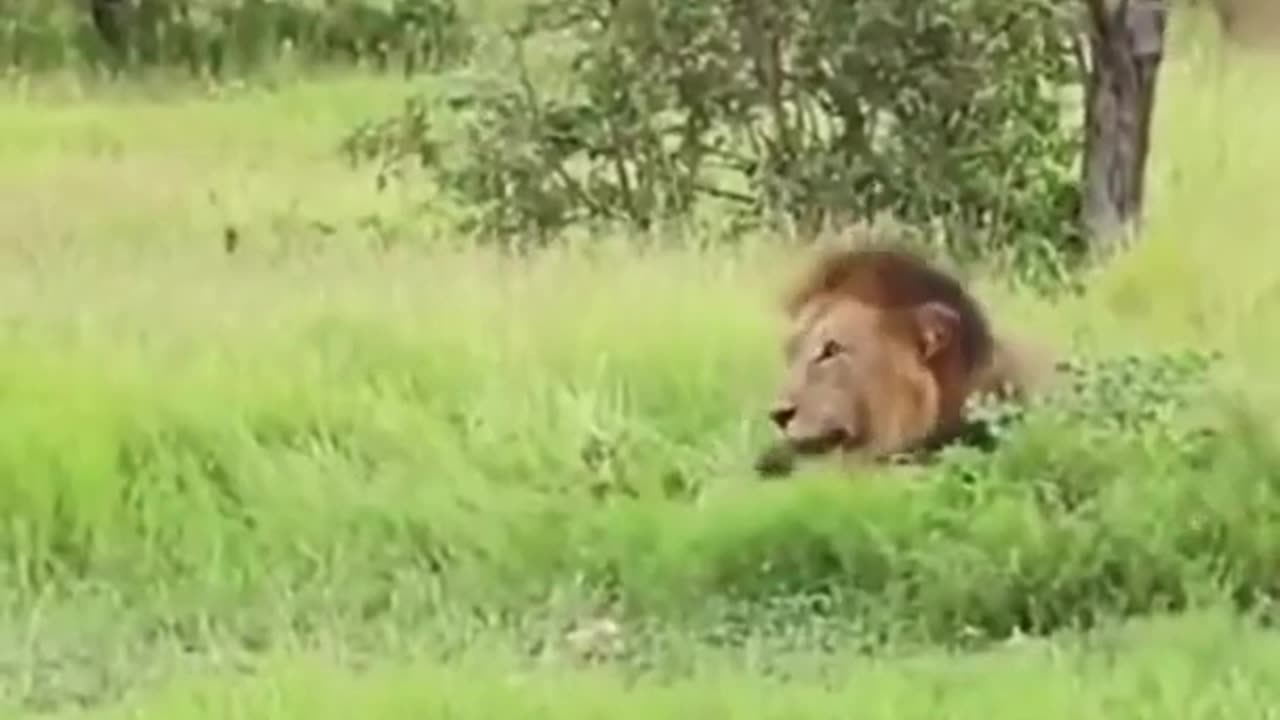 Elephants Kill The Lion By Running #short #wildanimal #animal #shortvideo