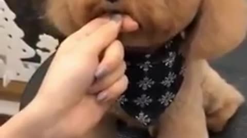 Try Not to Laugh - Puppies Edition #72