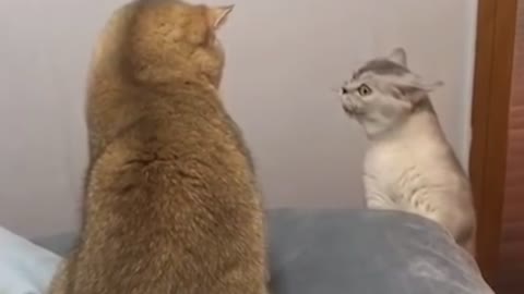 FUNNY CATS - 2 CATS, ONE CALM AND THE OTHER STRESSED