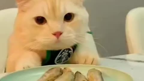 Funny animal videos 🤣🤣