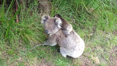 Koala - mother & baby on the move