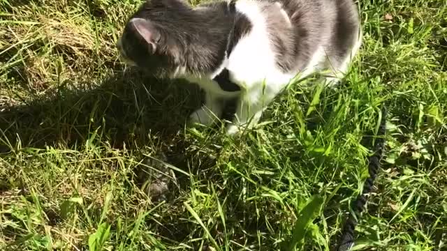 Wonder the cat with a vole