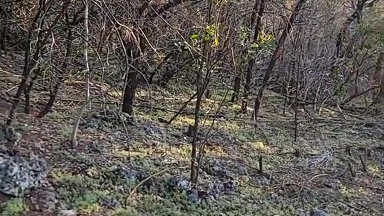 Cedar in Texas, woody encroachment