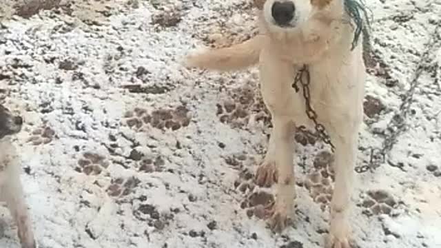 A dog with a little girl in the snow