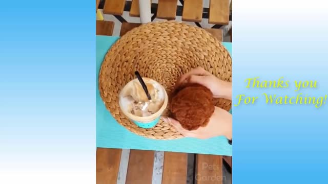 Funny And Cute Cat'S Life (Part 11) Cats And Owners Are The Best Friends Videos