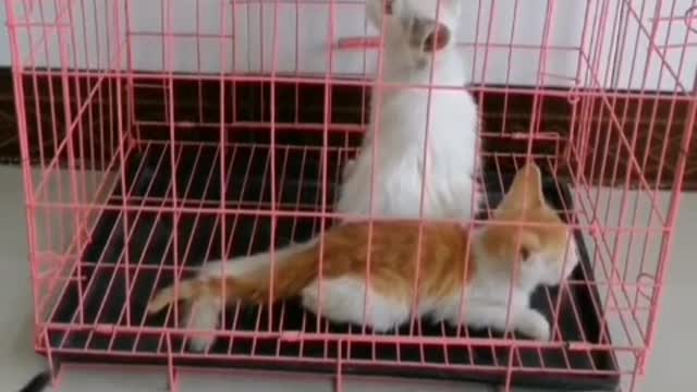 cats and dogs are cute when they are round