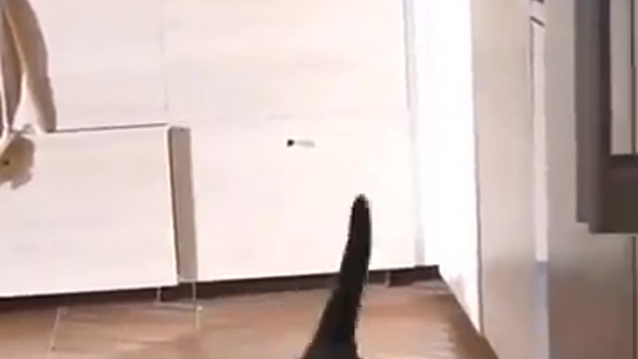 Funny video Dog 🐕🐕