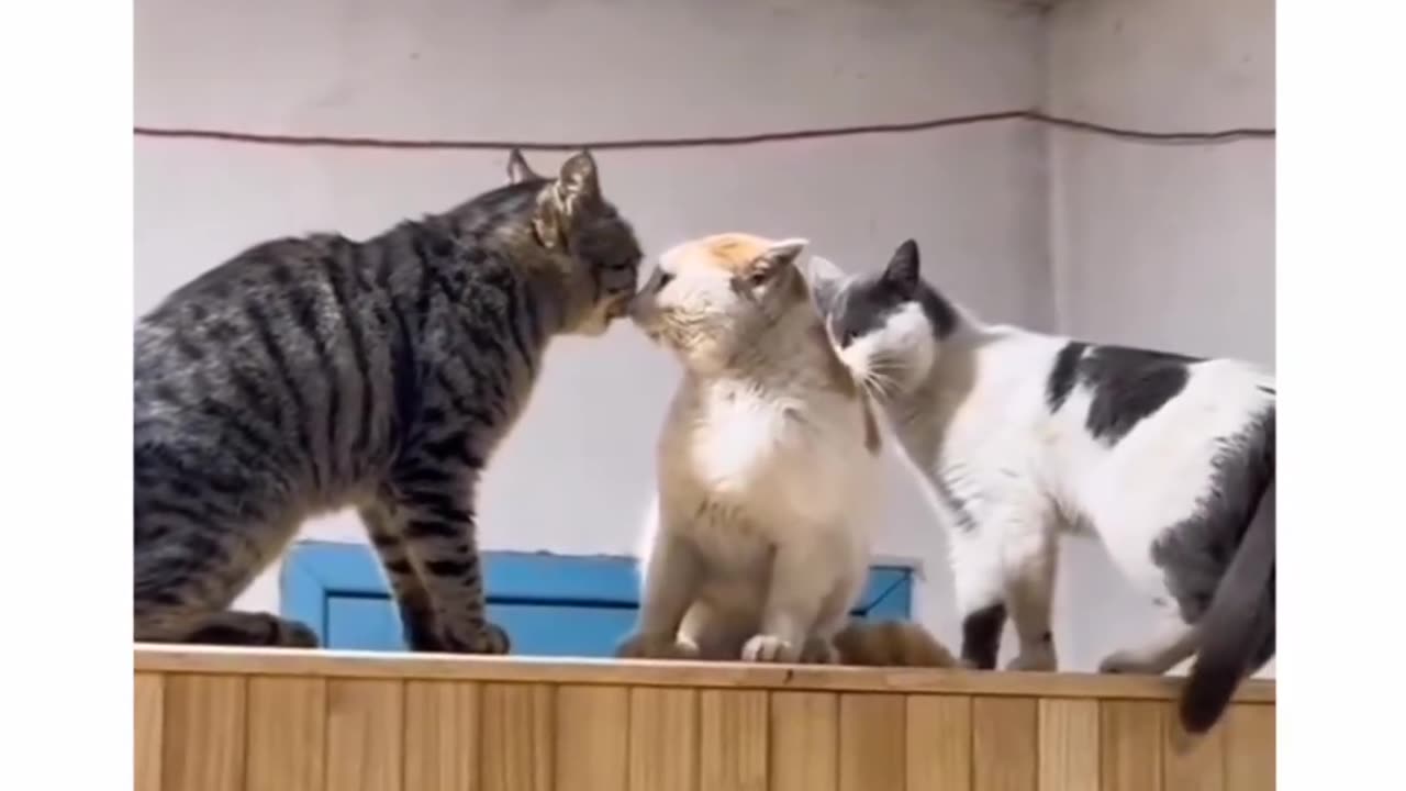 Catvengers : Purril War