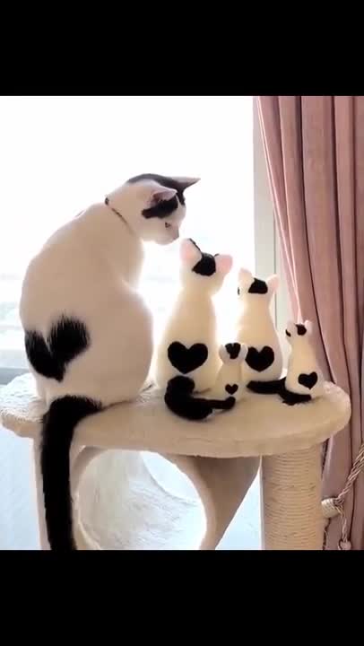 Lovely Cute Cats Family Funny Cats Cute Cats Videos