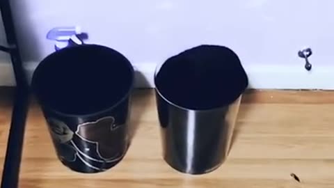 Funny cat videos | funny comedy video | Entertainment videos
