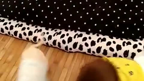 Baby Monkey With Puppies Highlights!