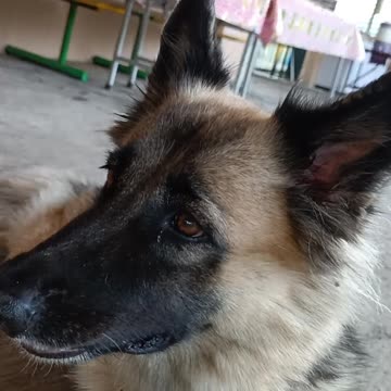 Julia looks intently to show that she is not lazy