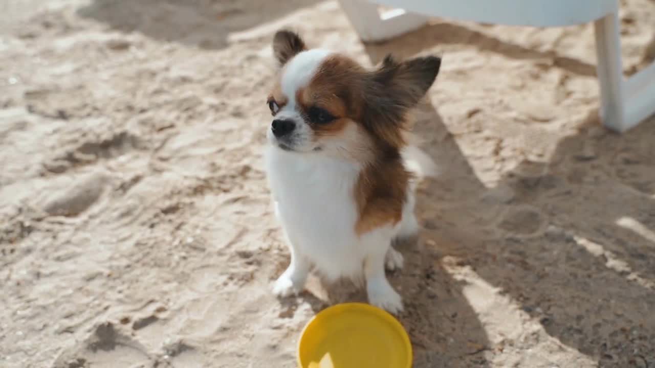 Dog with yellow plastic disc spending time outdoor